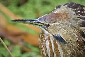Naples: American Bittern