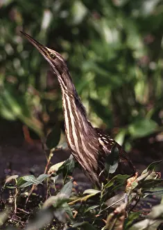Lentiginosus: American Bittern