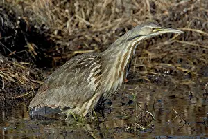 Lentiginosus: American Bittern