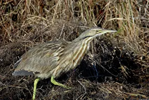 Lentiginosus: American Bittern