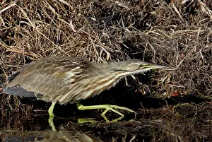 Lentiginosus: American Bittern