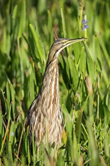 Bittern: American Bittern, Botaurus lentiginosus. Foraging for small