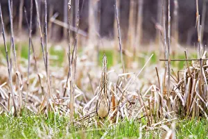 Bogs: American Bittern - lives in marshes and bogs