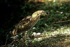 Lentiginosus: American Bittern - with prey