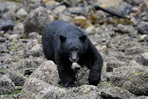 Kelp: American Black Bear