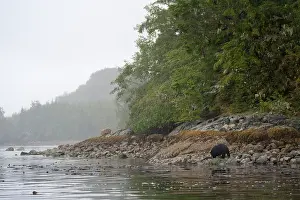 Kelp: American Black Bear