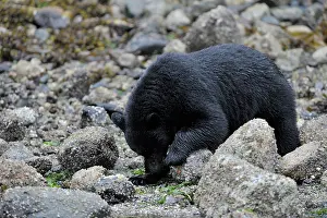 Kelp: American Black Bear
