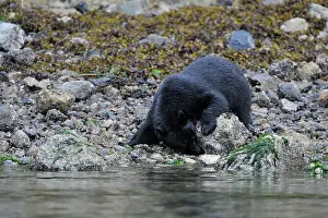 Kelp: American Black Bear