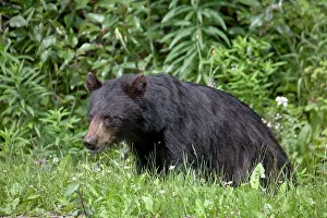Canoidae: American Black Bear