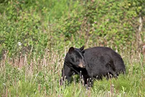 Yukon: American Black Bear