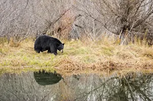 Nevada: American Black Bear