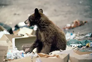 Cinnamomum: American Black Bear - cub at garbage dump