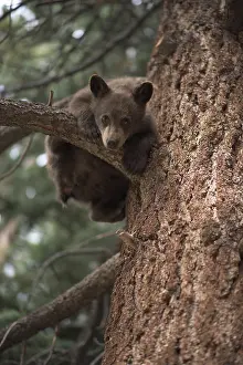 Nevadas: American Black Bear cub in a tree - American Black