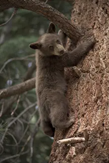 American Black Bear cub in a tree - American Black