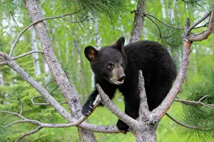 Secure: American Black Bear - Spring cub 4 months old climbing