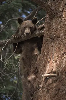Nevadas: American Black Bear in a tree - American Black Bear