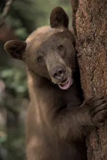 190919: American Black Bear in a tree - Close up of American
