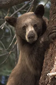 Sierra: American Black Bear in a tree - Close up of American