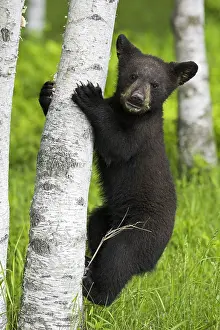 On Black: American Black Bear (Ursus americanus), young climbing