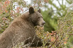 Omnivore: American Black Bear (Ursus americanus) in Blac
