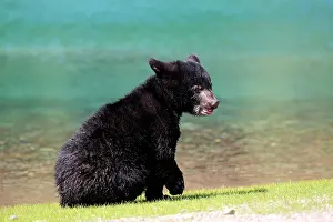 American Black Bear (Ursus americanus), cub, six