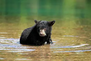 Bodies: American Black Bear (Ursus americanus), cub, six