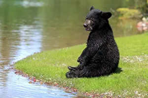 Americanus: American Black Bear (Ursus americanus), cub, six