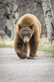 Omnivore: American Black Bear (Ursus americanus) walking