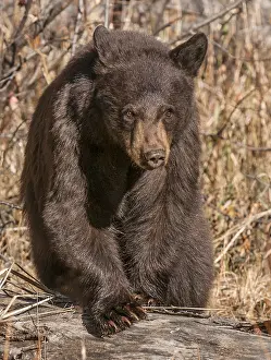 Omnivore: American Black Bear (Ursus americanus) walking