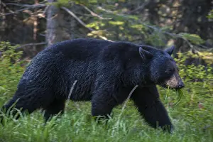 190919: American Black Bear walking in forest - American