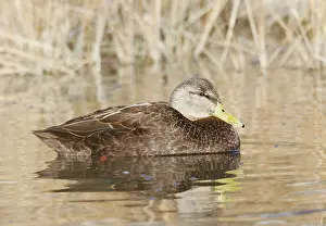 Rubripes: American Black Duck