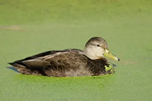 Rubripes: American Black Duck