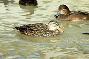 Rubripes: American Black Duck