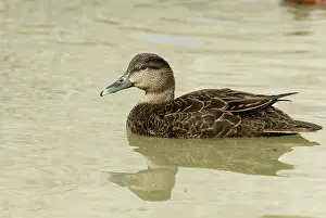 Rubripes: American Black Duck