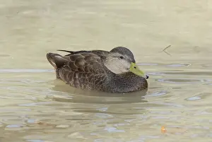 Rubripes: American Black Duck