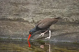 Haemotopus: American Black Oystercatcher - Foraging along rocky coast