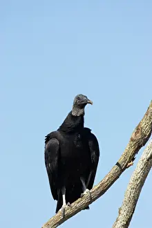 Coragyps: American Black Vulture