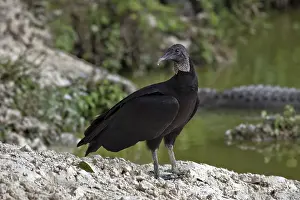 Cathartidae: American Black Vulture