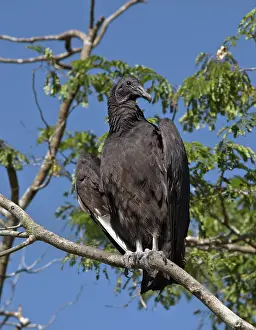 Cathartidae: American Black Vulture