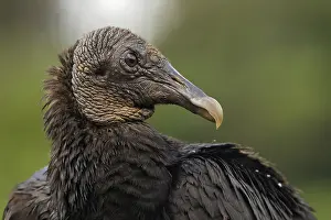 Atratus: American Black Vulture (Coragyps atratus) portr