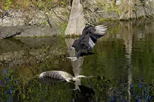 Coragyps: American Black Vulture on dead alligator