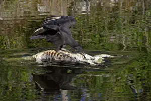Coragyps: American Black Vulture on dead alligator