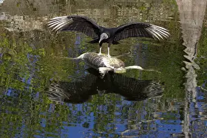 Coragyps: American Black Vulture - on dead alligator