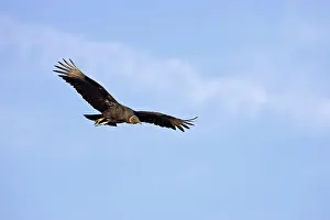 Coragyps: American Black Vulture in flight