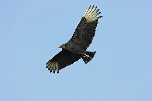 Coragyps: American Black Vulture in flight