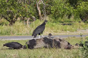 Roadkill: American Black Vulture on road kill pig
