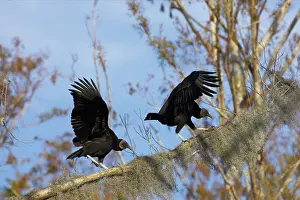 Coragyps: American Black Vulture on spanish moss covered tree