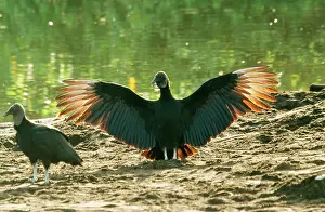 Coragyps: American Black VULTURE - wings outstretched