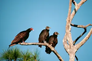 Nancy Jennings: American Black VULTURES on tree branch with Turkey Vulture