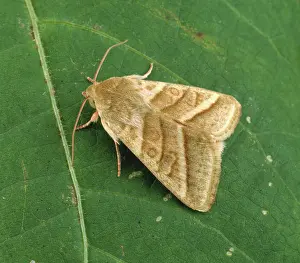 Worms: American bollworm moth